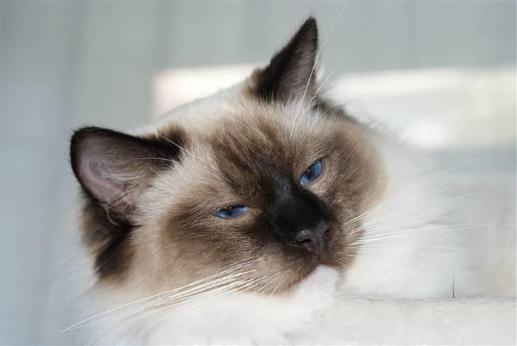 Ragdoll Eddie (R.I.P) billede 20