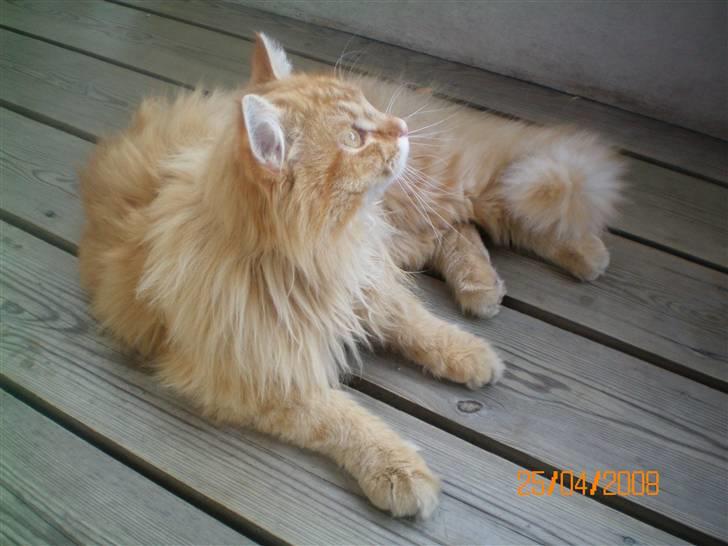 Blanding af racer Mozart-Far til 8. - hygge hygge! billede 1