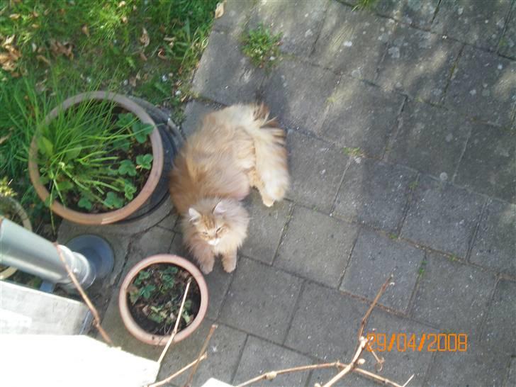 Blanding af racer Mozart-Far til 8. - er jeg ikke lækker? billede 2