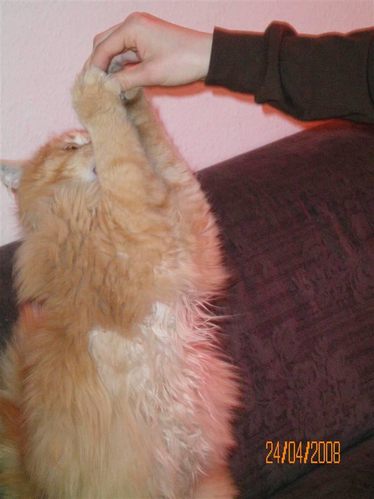 Blanding af racer Mozart-Far til 8. - Gi´ mig den så! billede 3