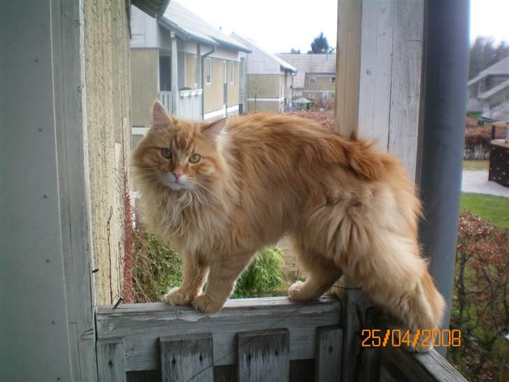 Blanding af racer Mozart-Far til 8. billede 4