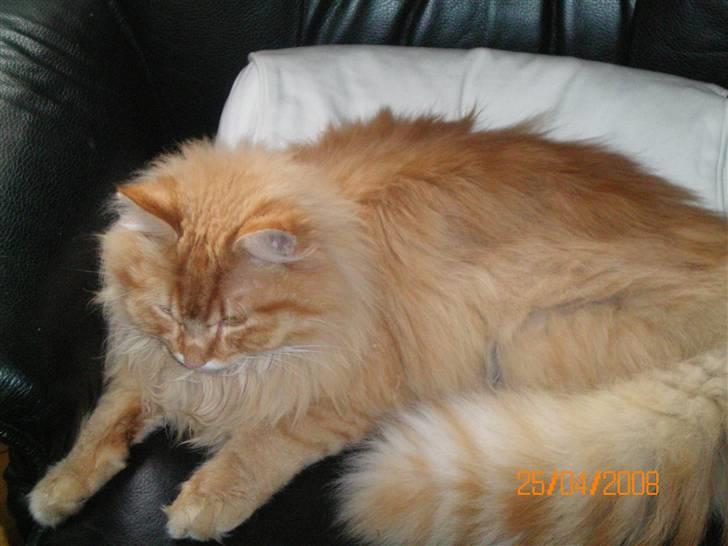 Blanding af racer Mozart-Far til 8. billede 5