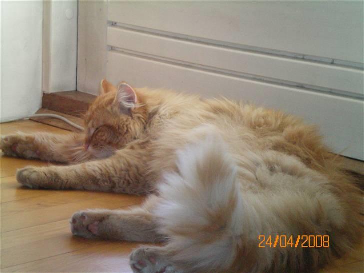 Blanding af racer Mozart-Far til 8. billede 6