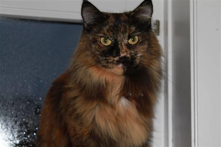 Maine Coon jacqueline-Mor til 8. - Miav! Velkommen til Jacquelines profil, håber i vil nyde billederne af min dejlige tøs.. xD billede 1