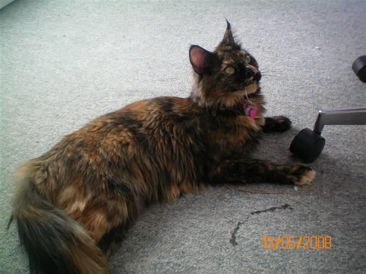 Maine Coon jacqueline-Mor til 8. - Billedet er taget den dag vi hentede hende..  billede 2