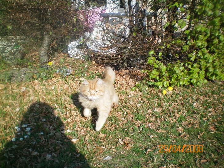 Blanding af racer Mozart-Far til 8. billede 7