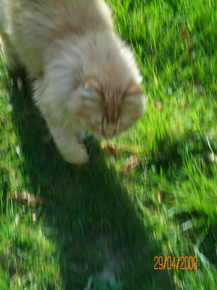 Blanding af racer Mozart-Far til 8. billede 8