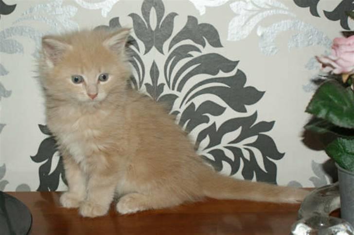 Maine Coon Dreamer (solgt) billede 11