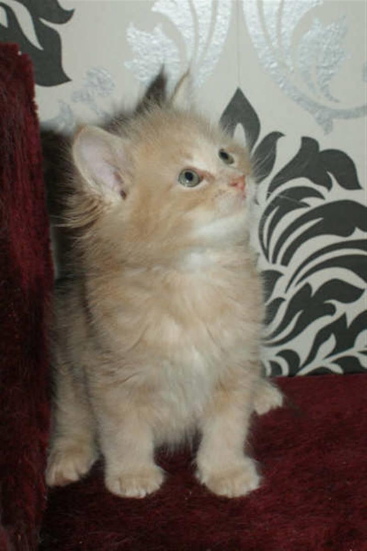 Maine Coon Dreamer (solgt) billede 12