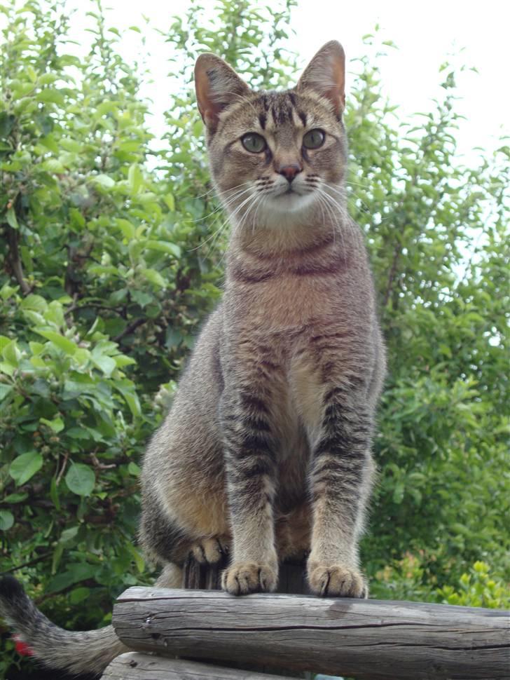 Huskat Mis - Velkommen til missens profil. billede 1