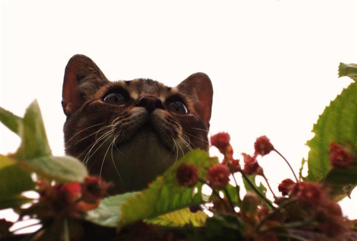 Huskat Mis - Ooh - Kat i Kirsebær billede 2