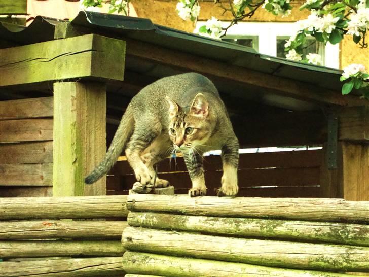Huskat Mis - På jagt måske :b billede 3