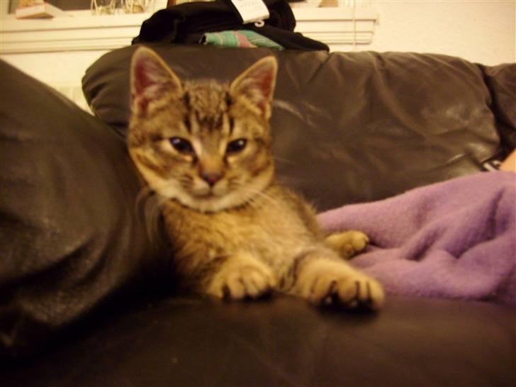 Huskat Mis billede 4