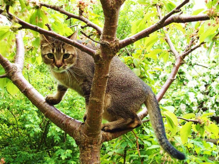 Huskat Mis - En ægte Tigermis! billede 5