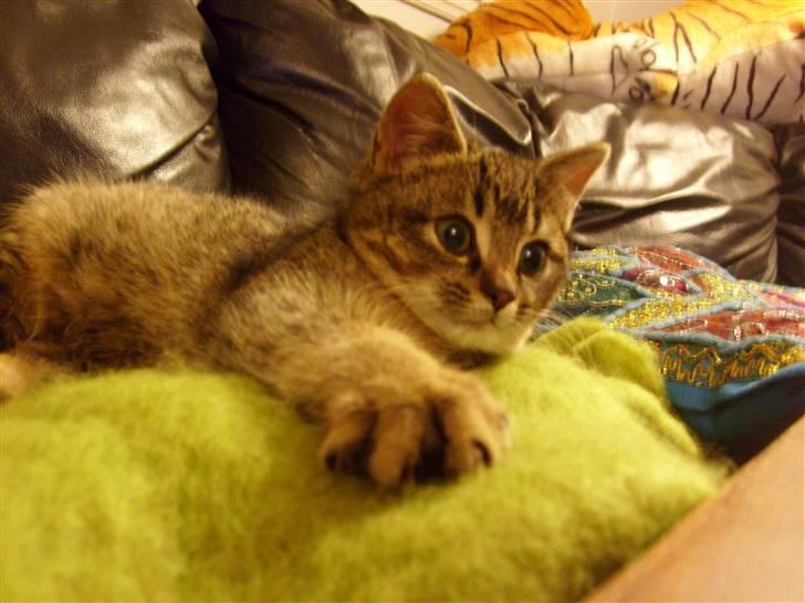 Huskat Mis - Som baby billede 6