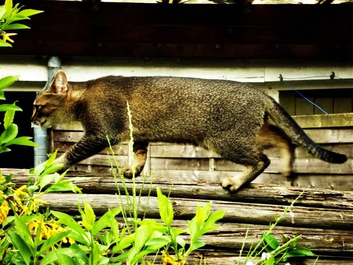 Huskat Mis - På udflugt i det gode vejr :o) billede 7