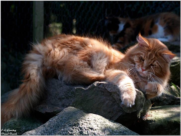 Maine Coon CH M.S. v3-Linden-Brunnen billede 15