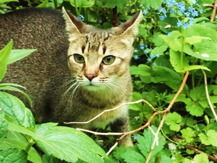 Huskat Mis - Ha, hun ser godt nok lidt forvirret ud ;) billede 8