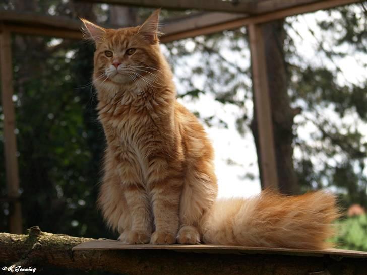 Maine Coon CH M.S. v3-Linden-Brunnen billede 16