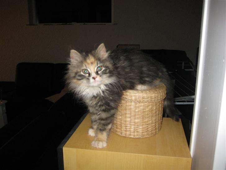 Blanding af racer Mini billede 19