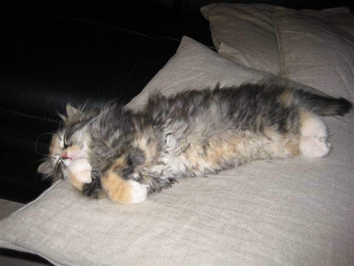 Blanding af racer Mini billede 20