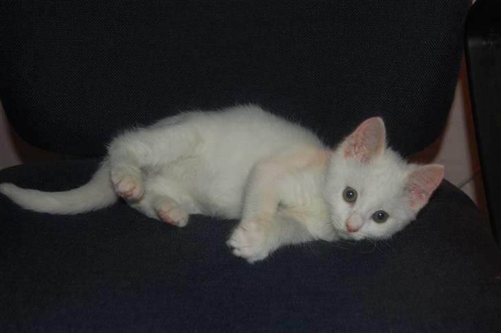 Huskat Fnuller billede 1