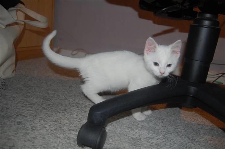 Huskat Fnuller billede 2