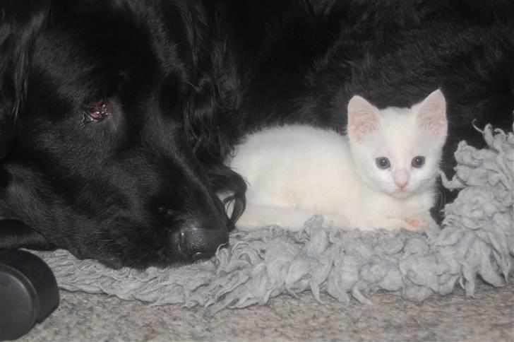 Huskat Fnuller - Fnuller og Simba billede 3