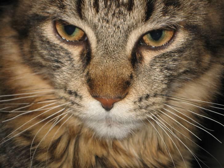 Maine Coon balbooms angelo billede 13