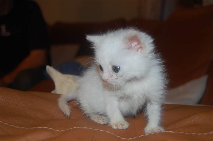 Huskat Fnuller - Meget lille Fnuller billede 4