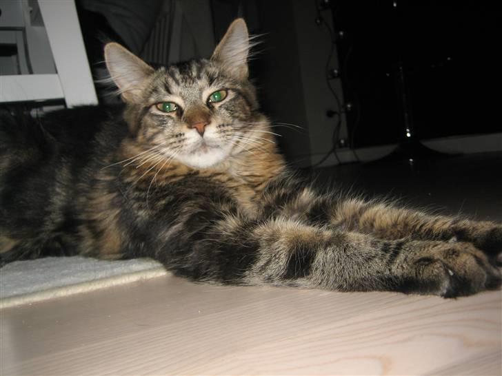 Maine Coon balbooms angelo billede 14