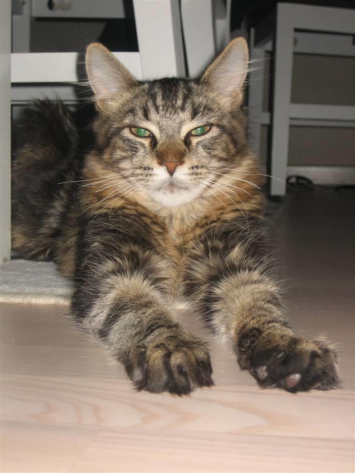 Maine Coon balbooms angelo billede 15