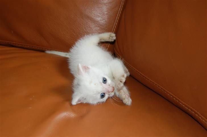 Huskat Fnuller - Meget lille Fnuller billede 5