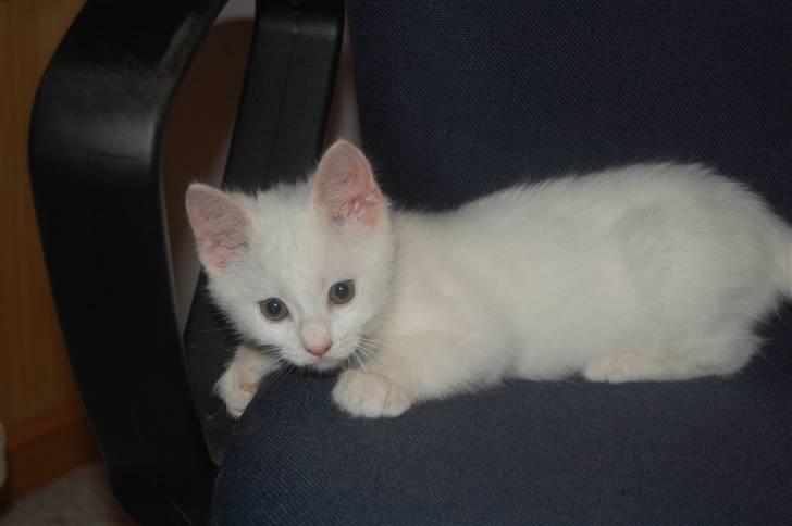 Huskat Fnuller billede 6