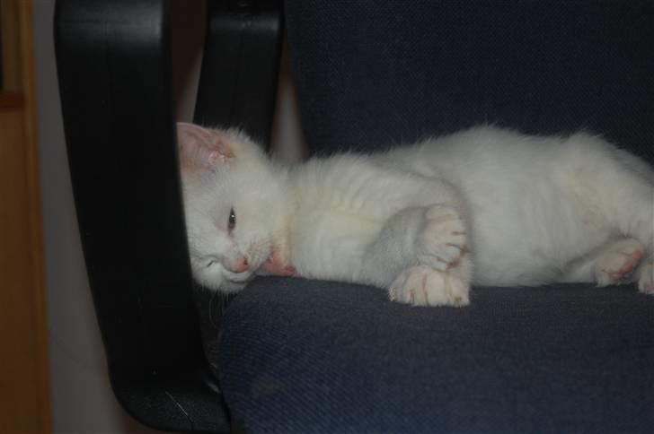 Huskat Fnuller billede 7