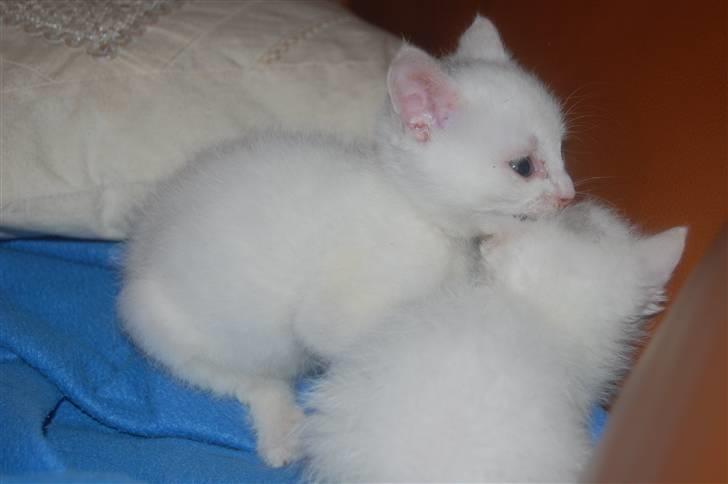 Huskat Fnuller - Snehvide og Fnuller, det er Fnuller nederst til højre billede 8