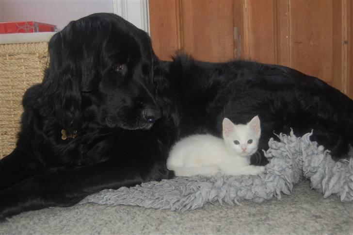 Huskat Fnuller - Fnuller og Simba billede 9