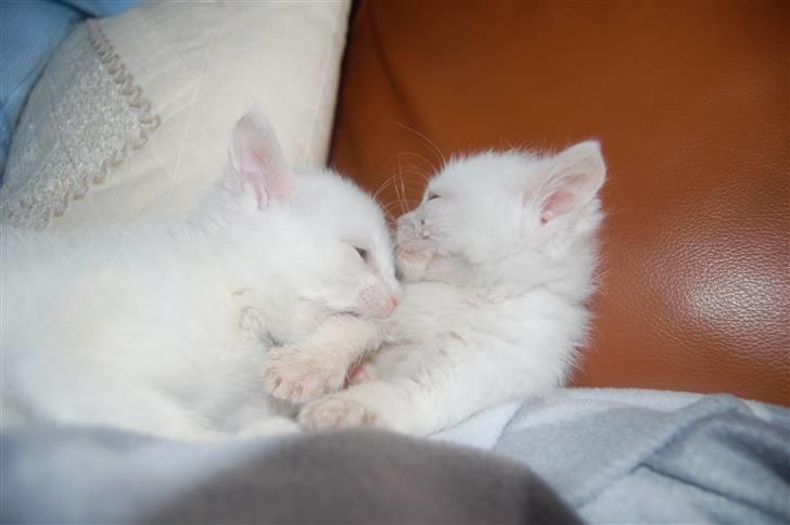 Huskat Fnuller - Snehvide og Fnuller, det er Fnuller til højre billede 10