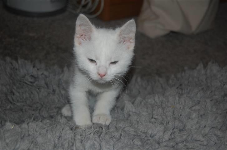 Huskat Fnuller billede 11