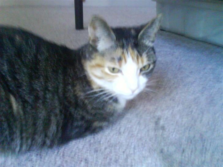 Blanding af racer Ronja - slapper af ligner hun ikke har nogle ben billede 2