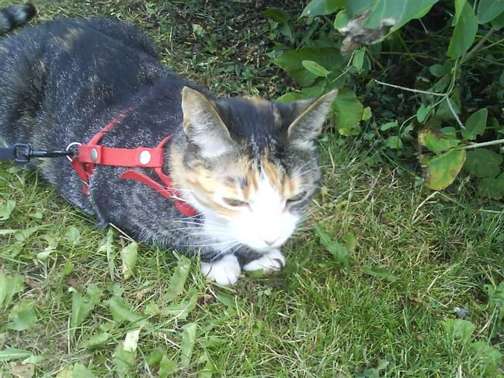 Blanding af racer Ronja - udenfor i sele det elsker hun billede 3