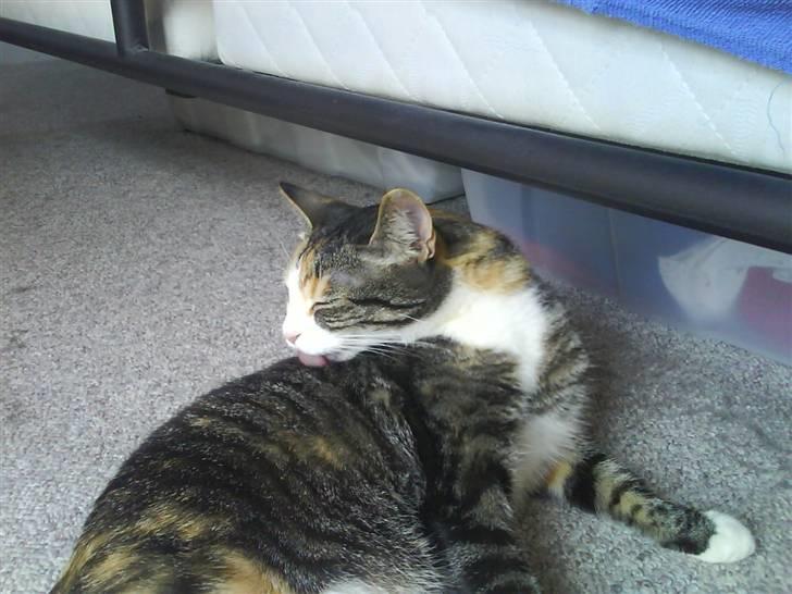 Blanding af racer Ronja - vasker sig mere  billede 5