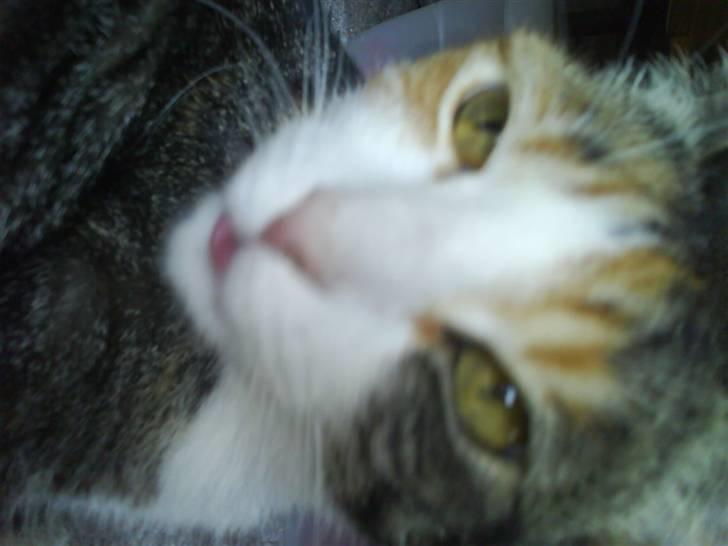 Blanding af racer Ronja - hendes hoved ser træt ud  billede 6