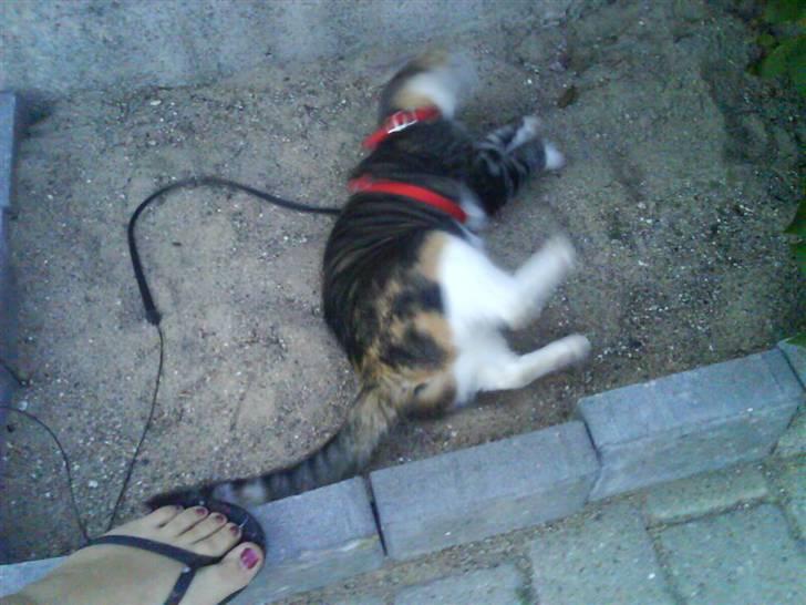 Blanding af racer Ronja - ruller sig i sin sandkasse  billede 7