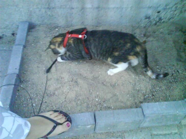 Blanding af racer Ronja - finder et sted at rulle sig  billede 8