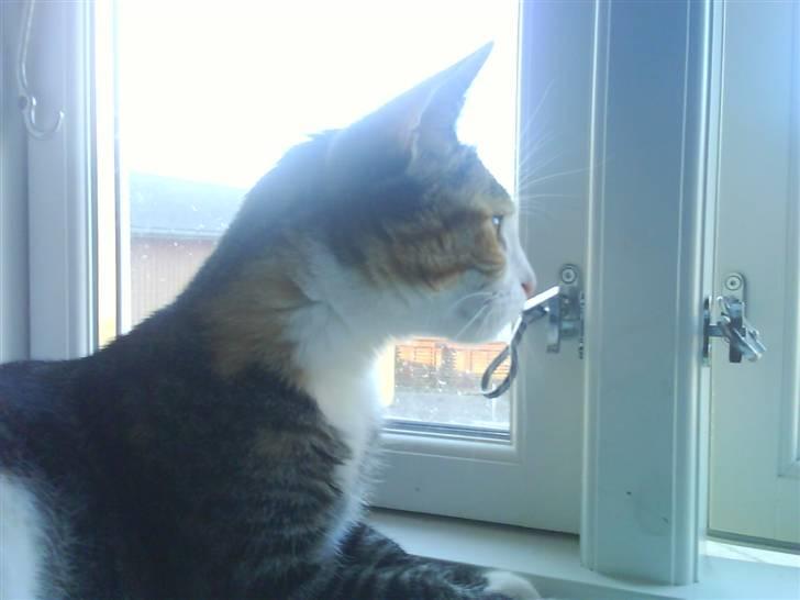 Blanding af racer Ronja - kigger efter noget som er udenfor  billede 9