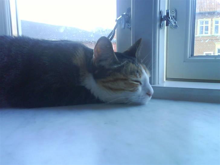 Blanding af racer Ronja - nu er hun blevet træt billede 10