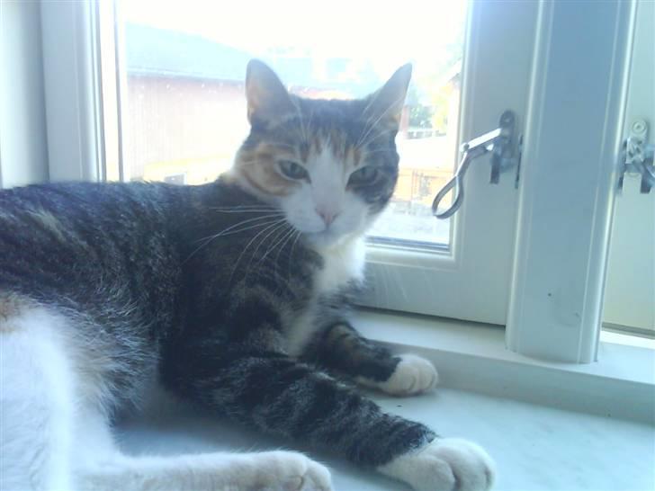 Blanding af racer Ronja - er lige vågnet billede 11