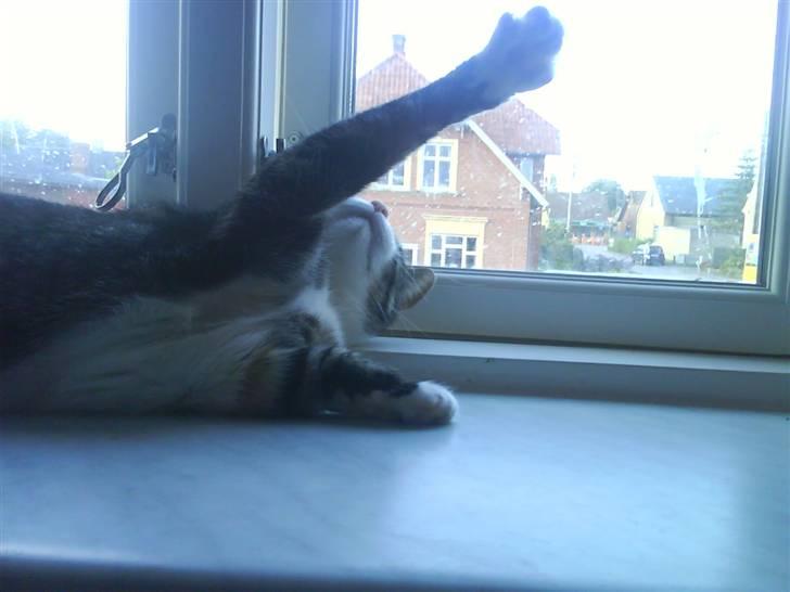 Blanding af racer Ronja - leger lidt billede 12