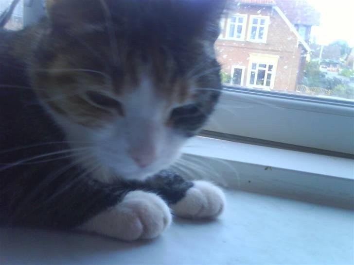 Blanding af racer Ronja - stedig træt billede 13